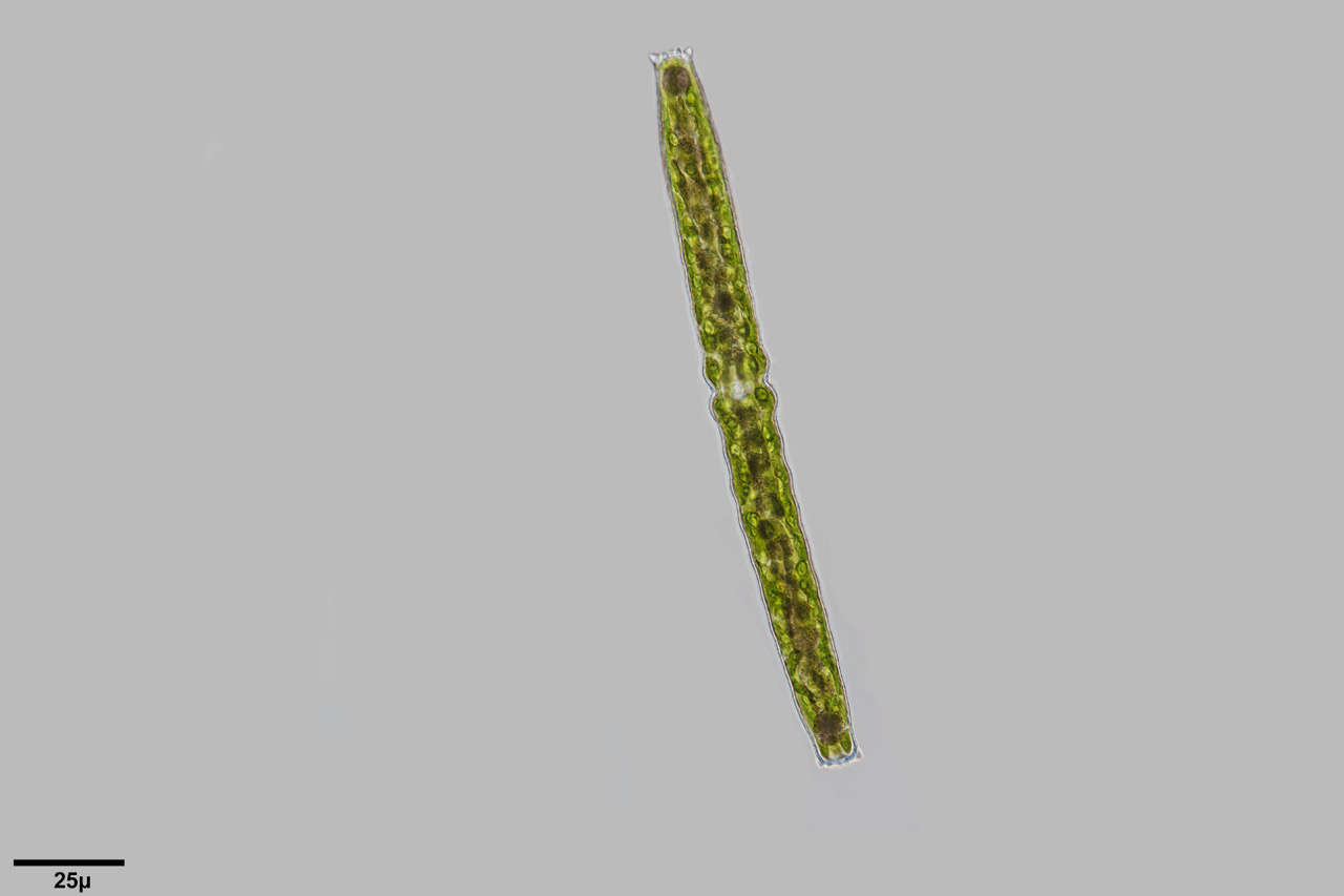 251_Pleurataenium ehrenbergii_1_K.Spiekermann.jpeg